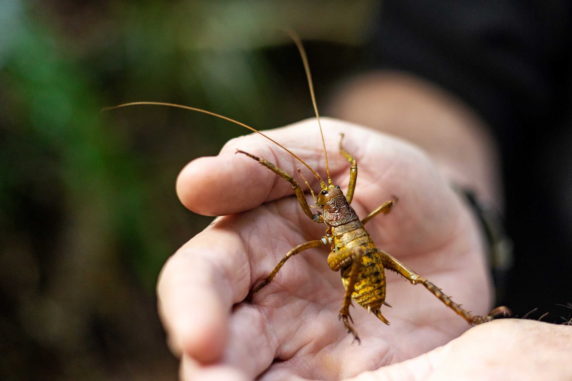 Mahoenui Giant Wētā Mahoenui Giant Wētā