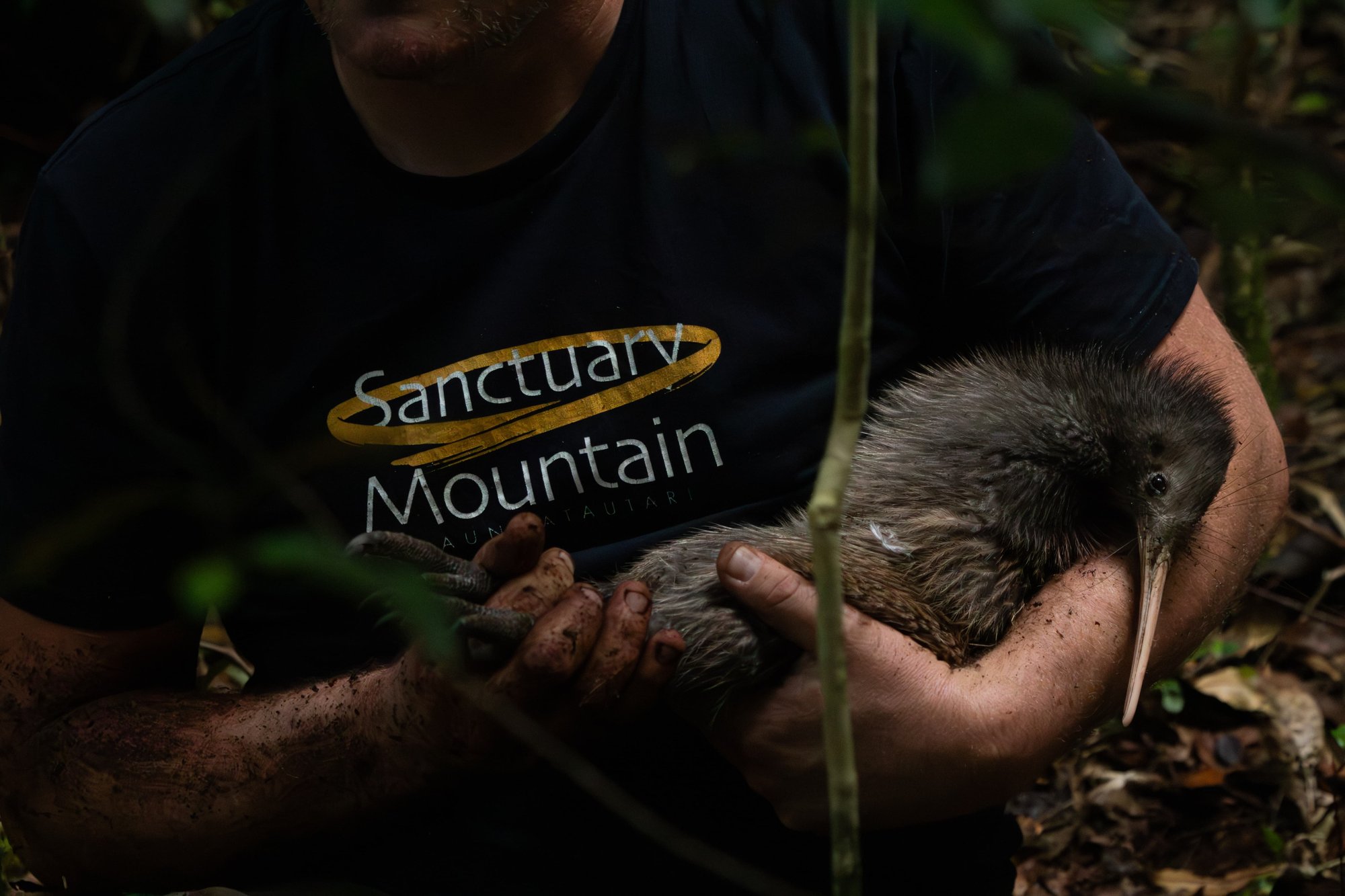 SMM Kiwi Translocation Season 2024 v2 by Nathan Wakley SMM Kiwi Translocation Season 2024 v2 by Nathan Wakley